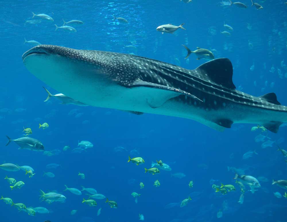 Donsol-Sorsogon-Whale-Shark