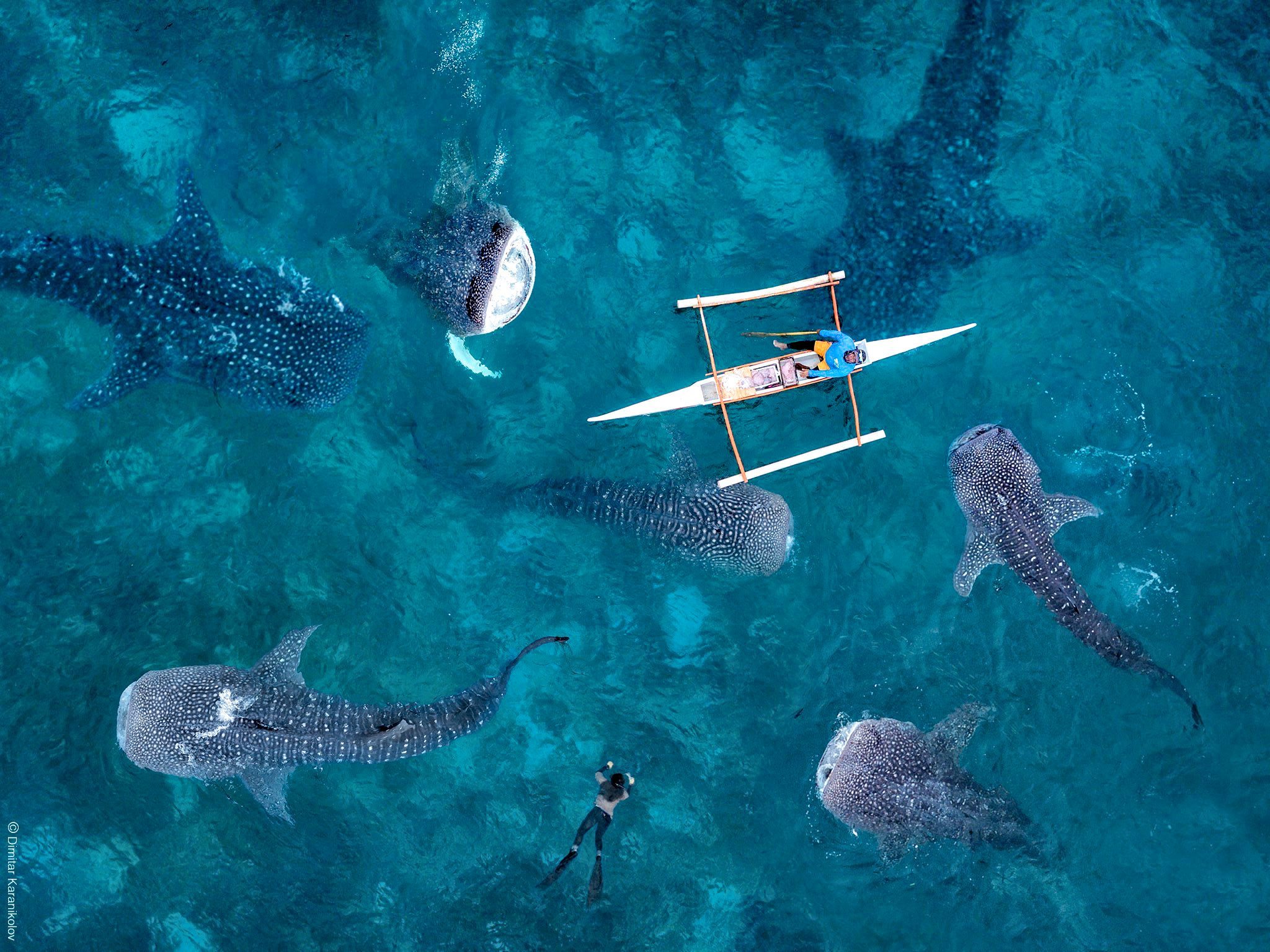 Whale-Shark-Oslob-Cebu-Philippines