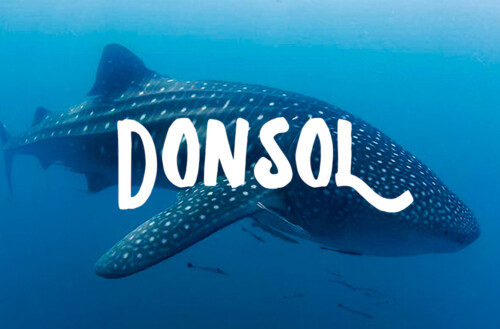 Donsol-Sorsogon-Whale-Shark